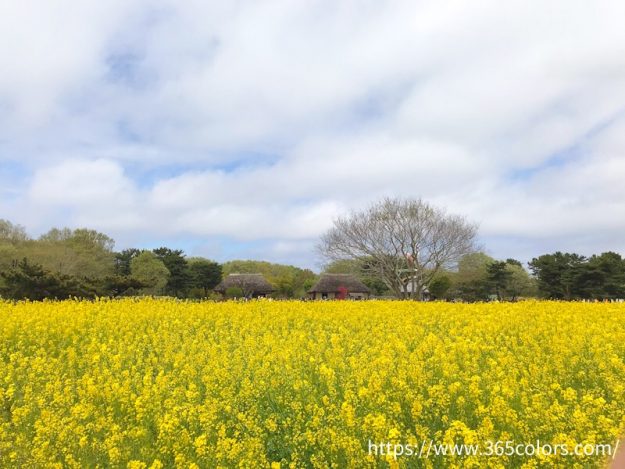 ひたちなか海浜公園菜の花畑