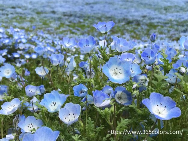 ひたちなか海浜公園のネモフィラの丘