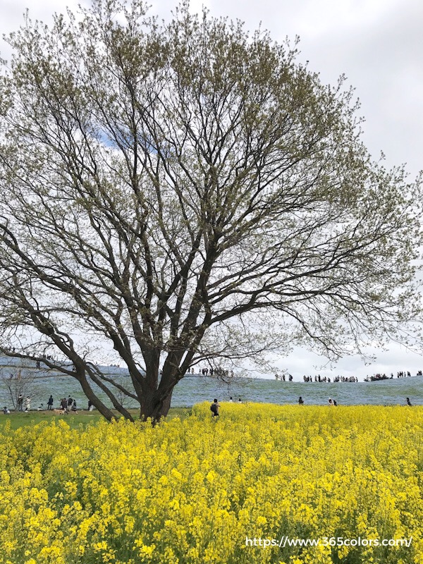 ひたちなか海浜公園菜の花畑