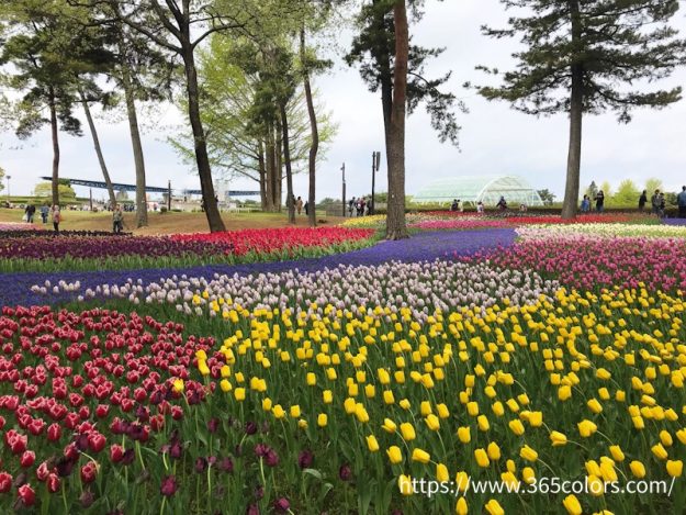 ひたちなか海浜公園チューリップ畑