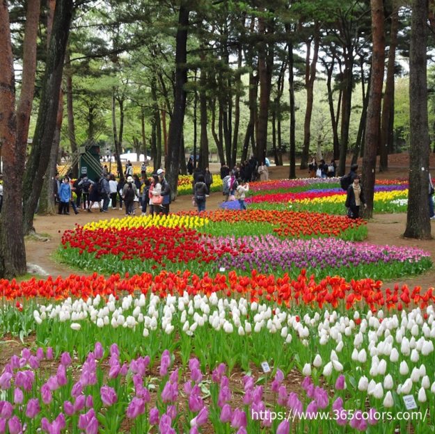 ひたちなか海浜公園チューリップ畑