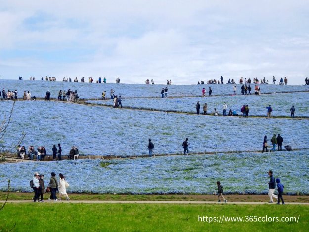 茨城県こくひたちなか海浜公園ネモフィラの丘